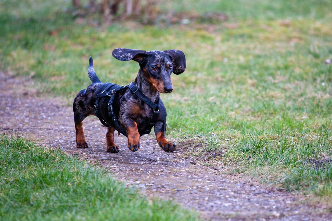 dachshund in a harness running along a grassy path