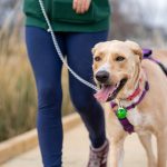 Dog on a leash walking with its owner along a wooden boardwalk