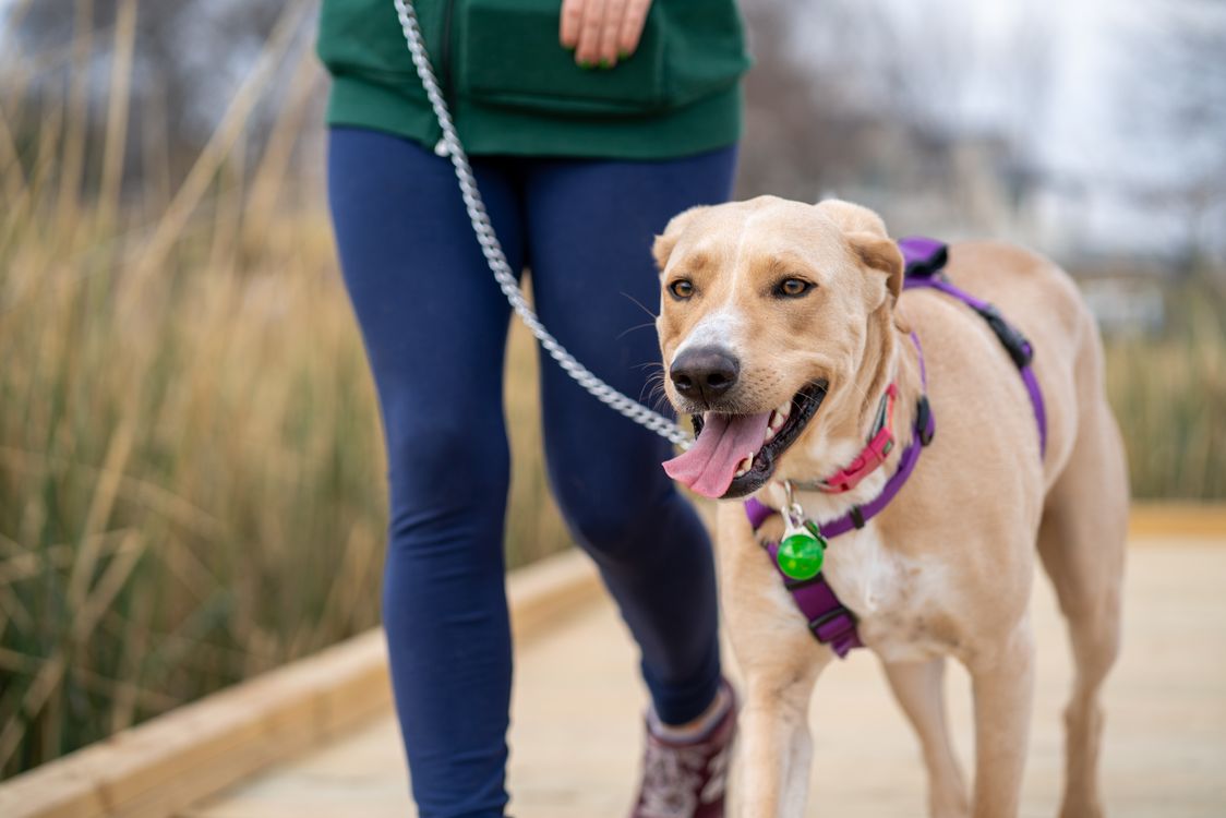 Dog on a leash walking with its owner along a wooden boardwalk