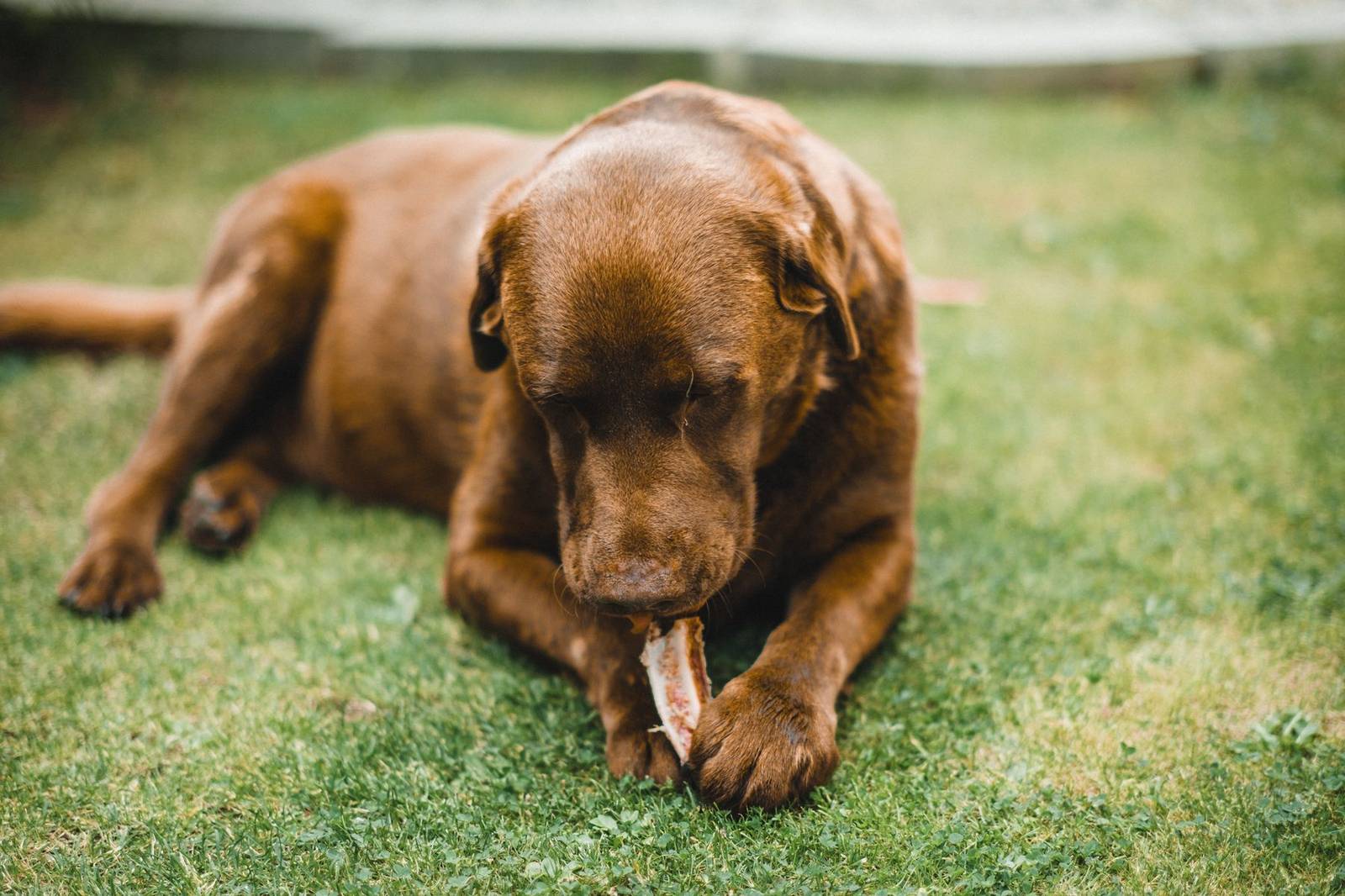 Brown Labrador retriever chewing a bone outdoors
