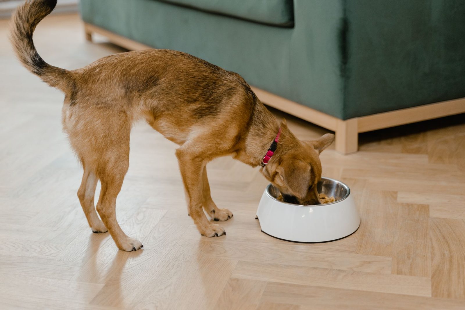 Small brown dog eating from a food bowl indoors