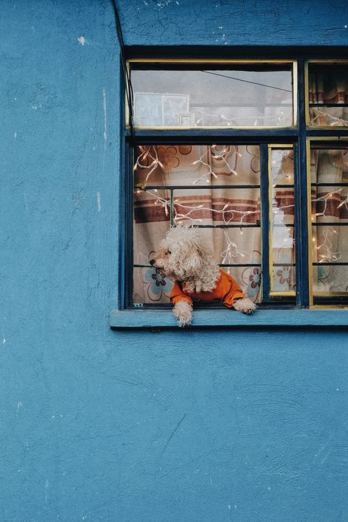 Small fluffy dog in an orange sweater looking out of a blue window frame