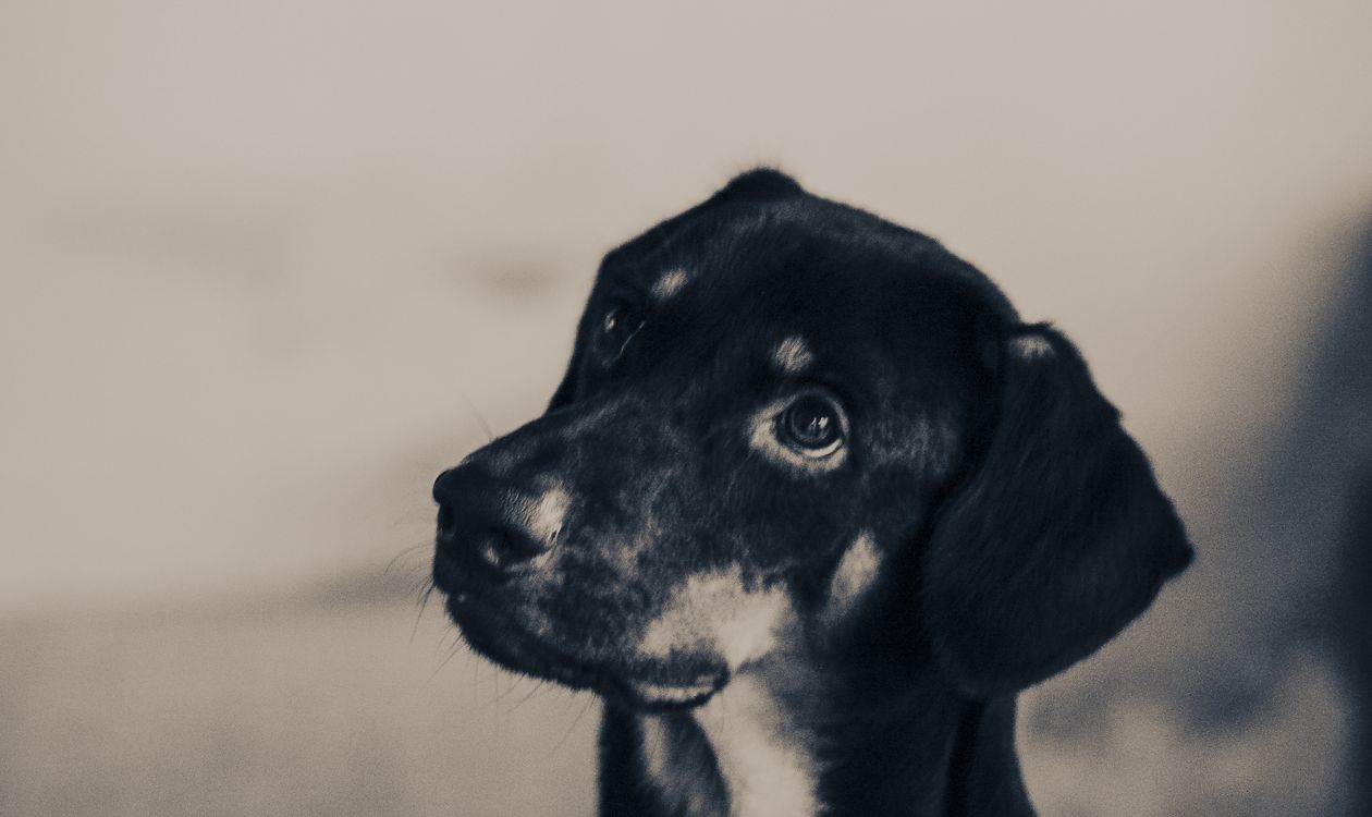 A dog tilting its head while listening attentively