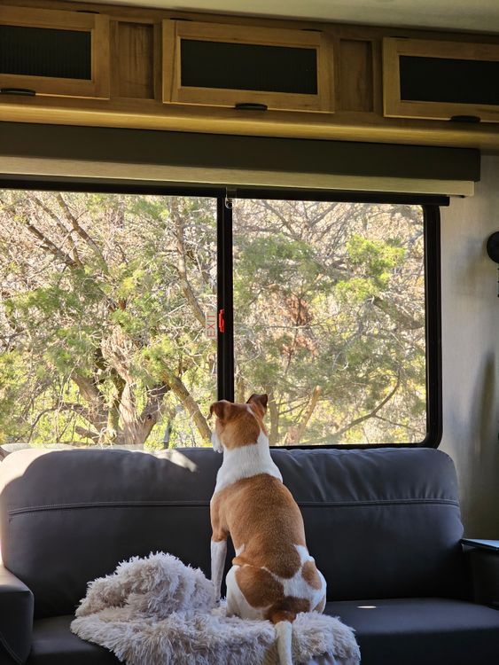 dog resting on a sofa beside a window inside a home