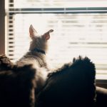 Dog lying on a sofa gazing out of the window on a sunny day