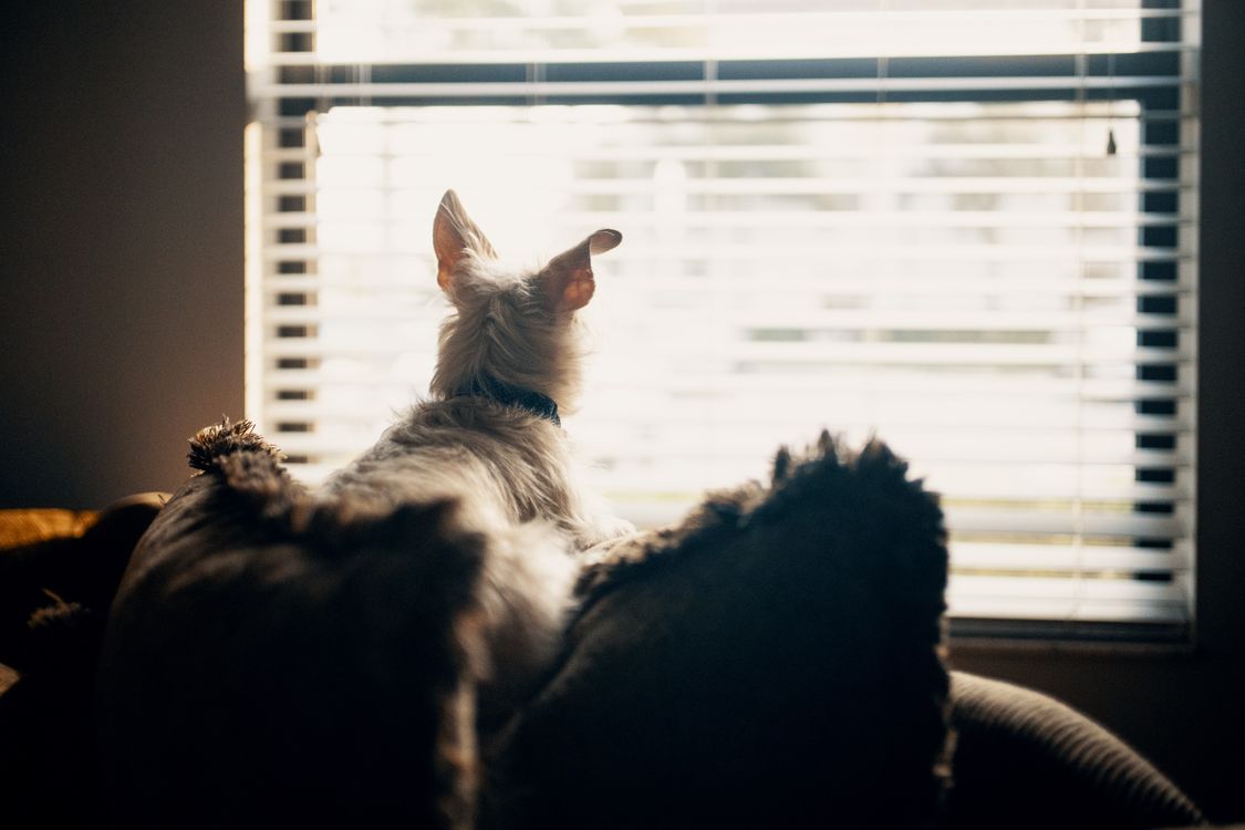 Dog lying on a sofa gazing out of the window on a sunny day