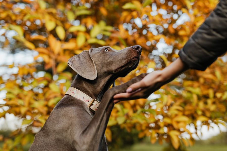 A person holding a dog's paw to check the pads