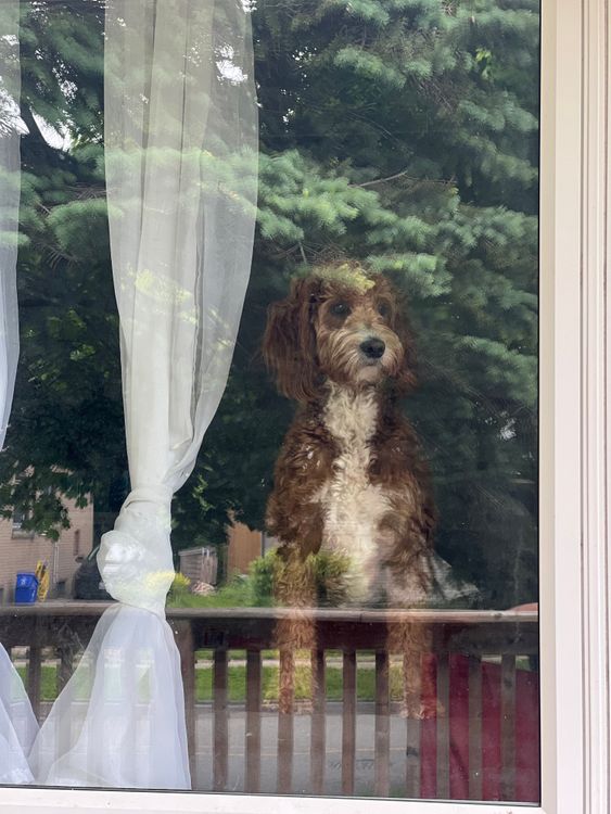 Fluffy dog peering out through a glass window with curtains