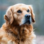 Close-up portrait of a golden retriever photographed in soft natural light