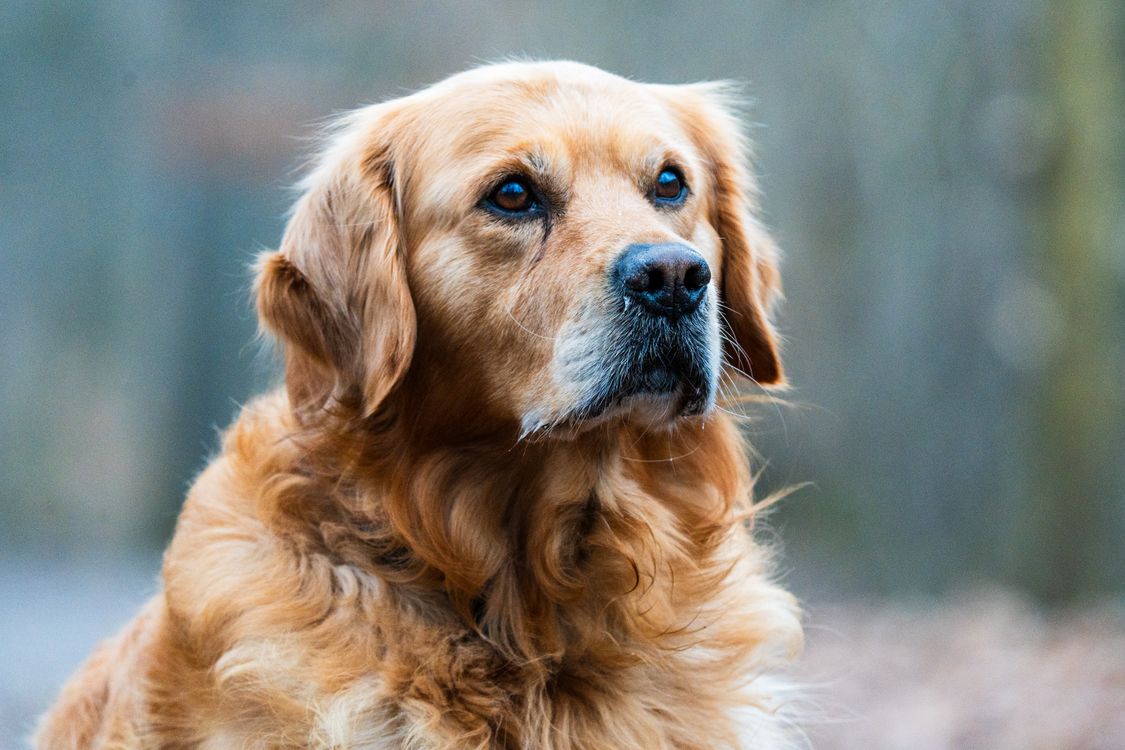 Close-up portrait of a golden retriever photographed in soft natural light