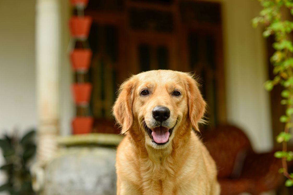Happy golden retriever sitting outdoors in front of a house