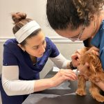 small brown dog held during syringe-based medication at a veterinary clinic