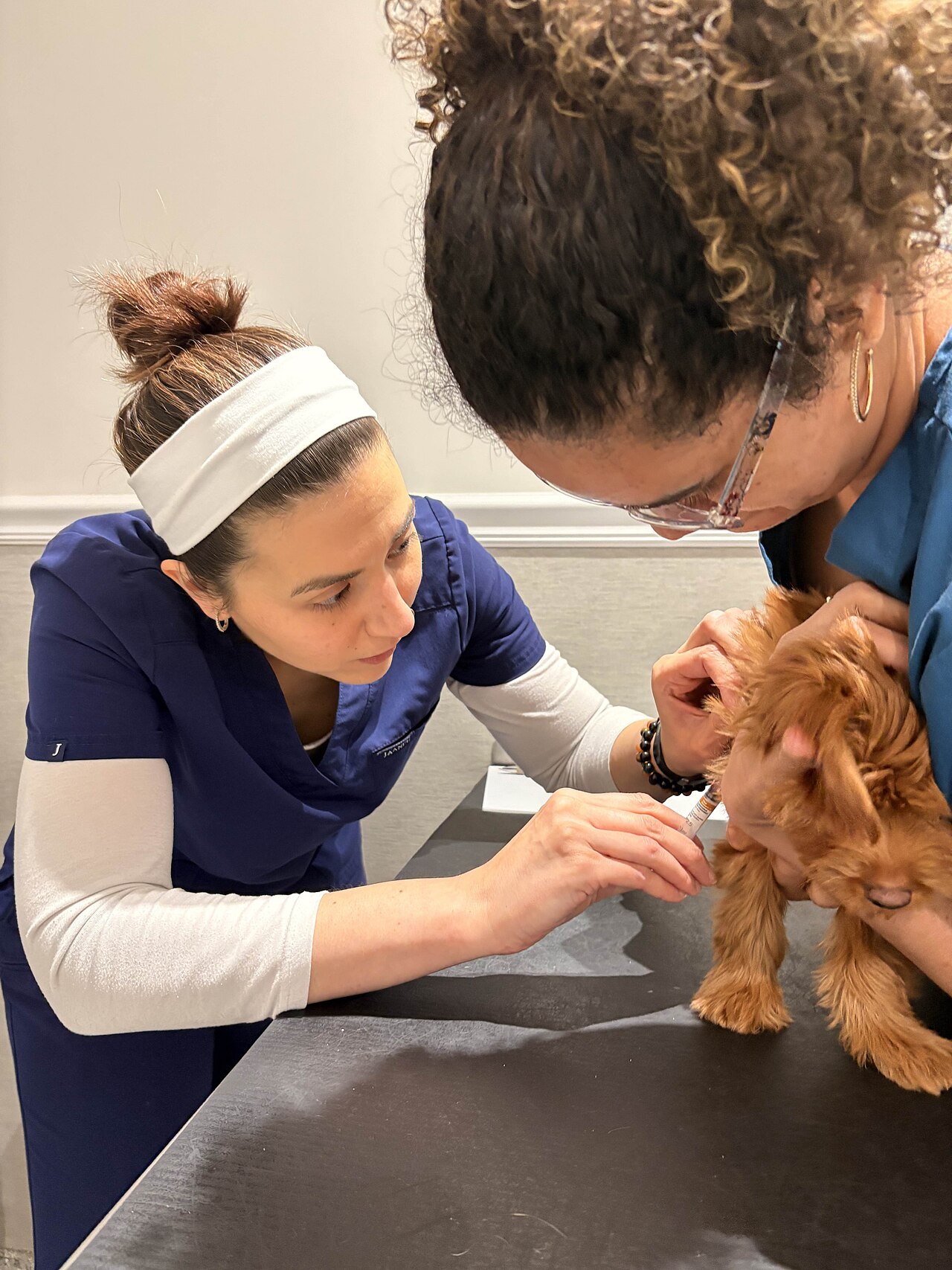small brown dog held during syringe-based medication at a veterinary clinic