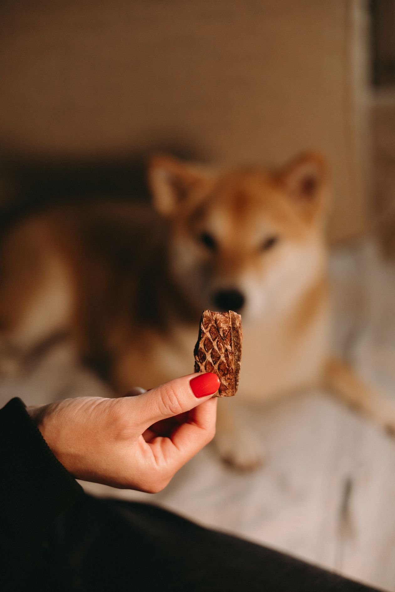 Dog sitting and watching a treat held out by a person