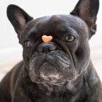 French bulldog balancing a treat on its nose while waiting