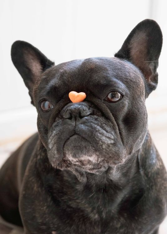 French bulldog balancing a treat on its nose while waiting