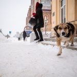 Dog walking along a snowy city sidewalk where de-icer has been spread