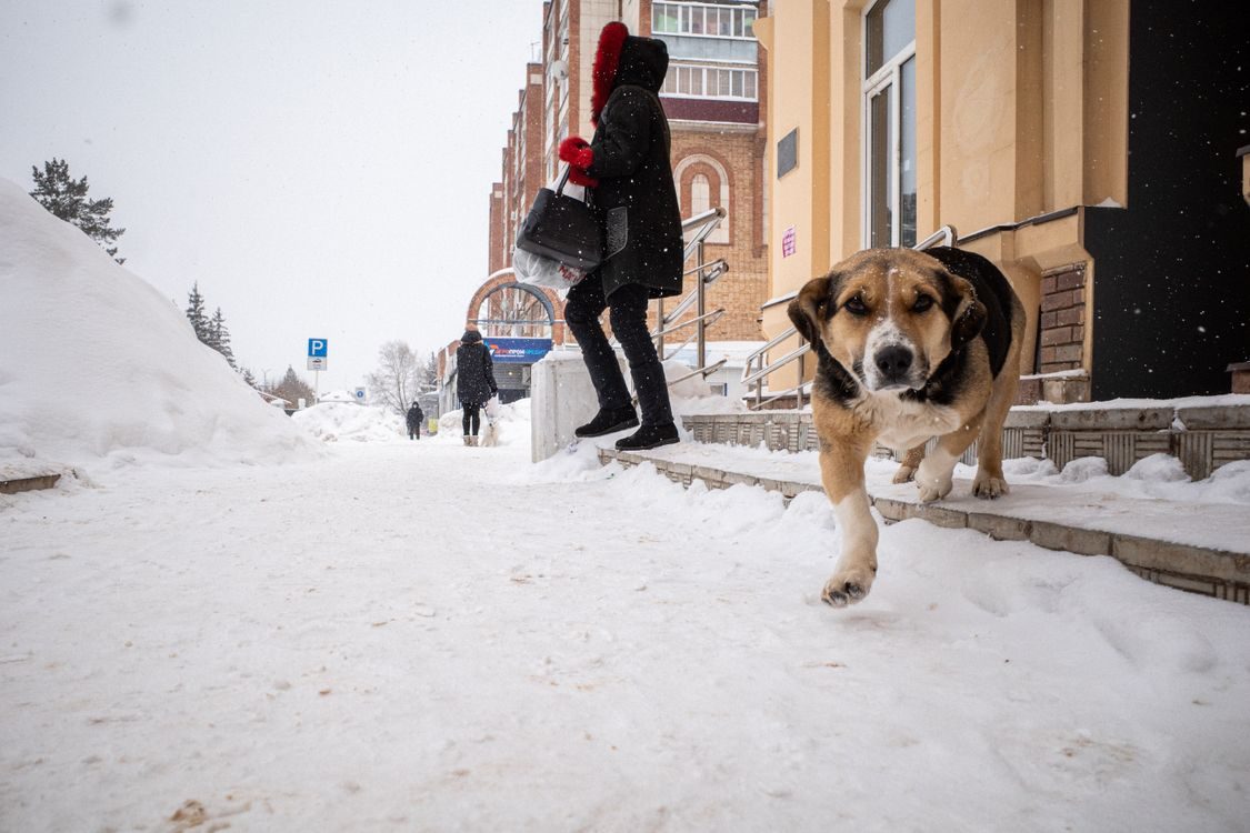 Dog walking along a snowy city sidewalk where de-icer has been spread