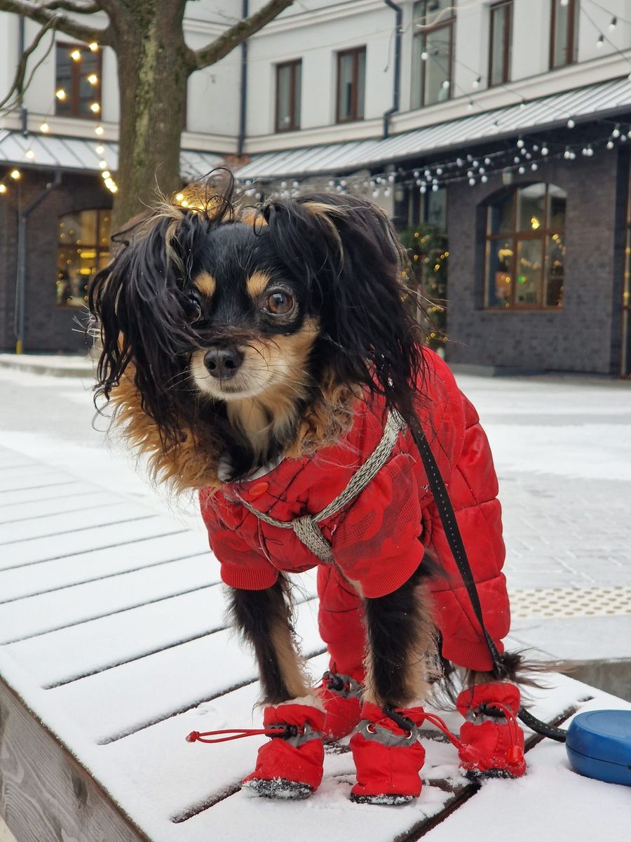 Small dog wearing winter boots and a coat standing on a snow covered bench