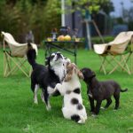 Three young puppies standing together on a lawn in a garden