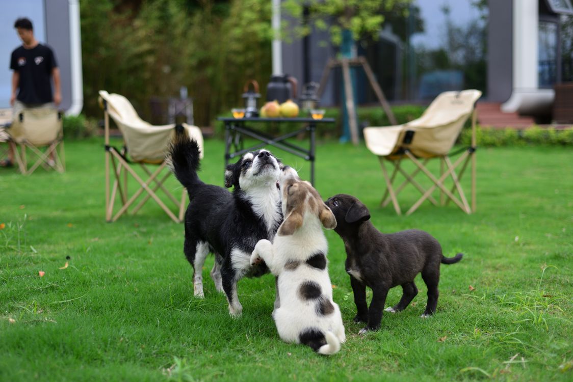 Three young puppies standing together on a lawn in a garden