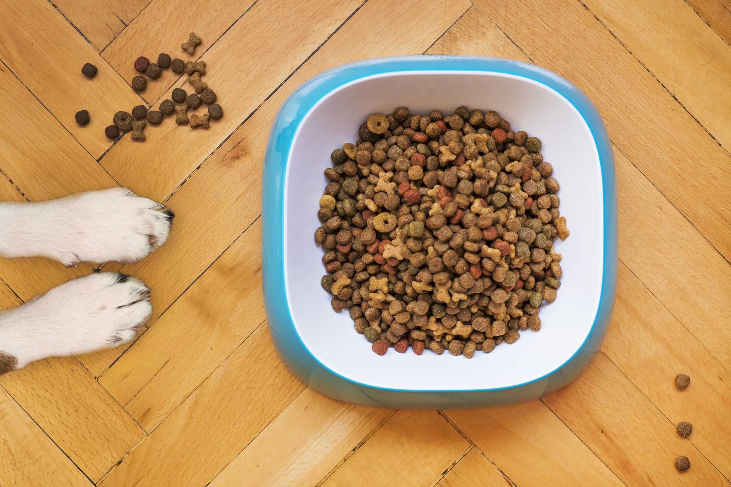 stainless steel dog bowl filled with dog food on a wooden floor