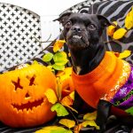 black dog in a Halloween sweater beside a carved pumpkin