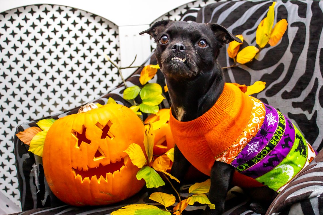 black dog in a Halloween sweater beside a carved pumpkin