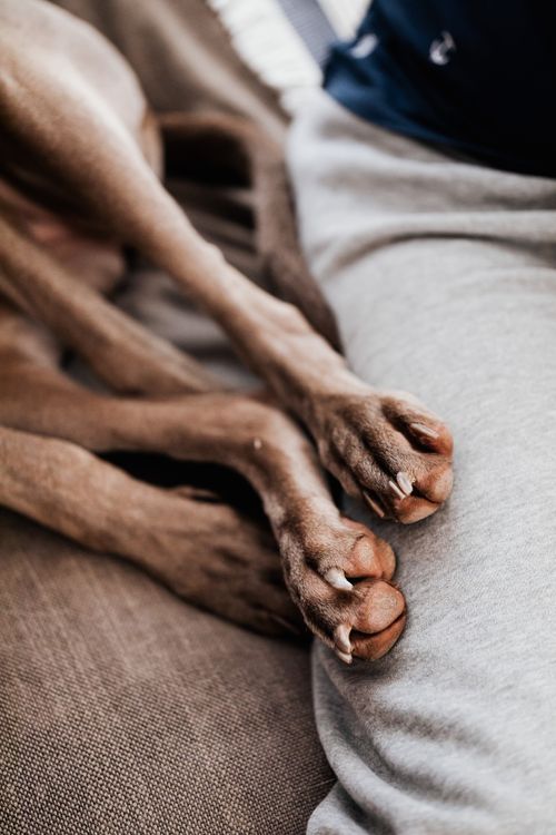 close-up of a dog's front paws, a common place for allergy licking