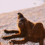 dog scratching its head outdoors during seasonal allergy season