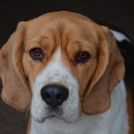 Close-up of a beagle's face and eyes