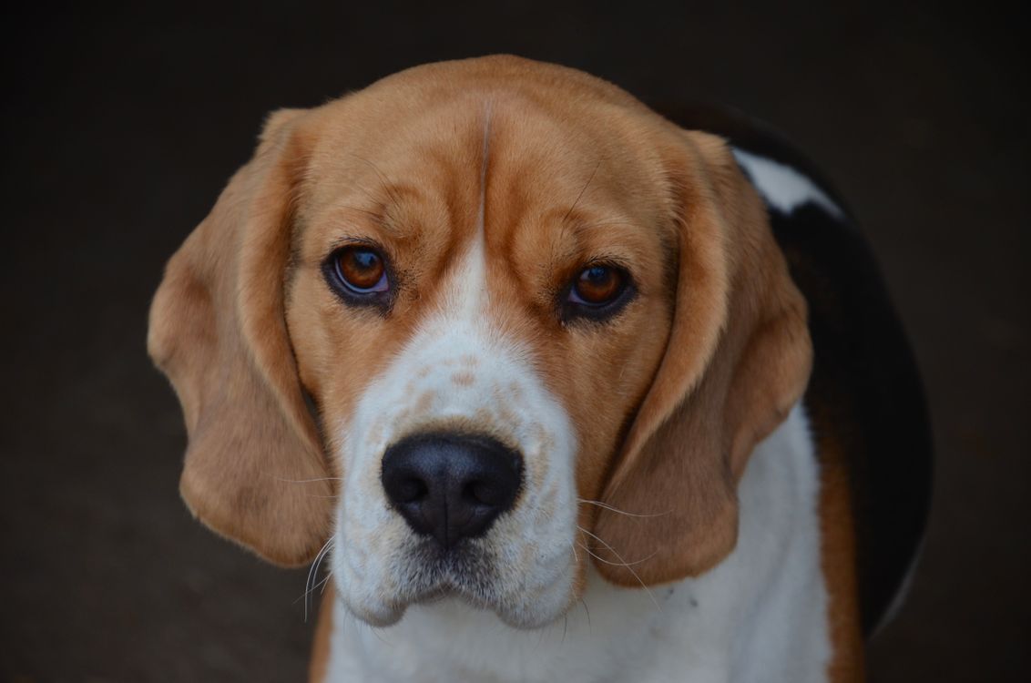 Close-up of a beagle's face and eyes