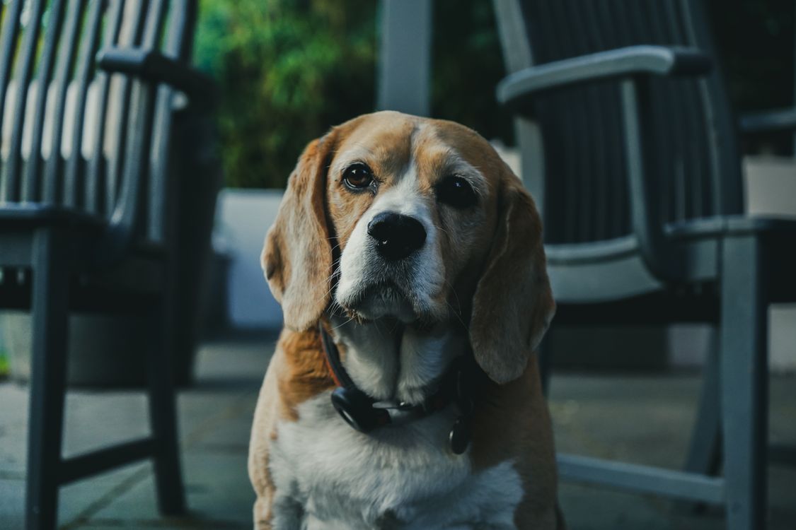 Beagle sitting outdoors on a patio among chairs