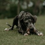 Great Dane lying on green grass outdoors
