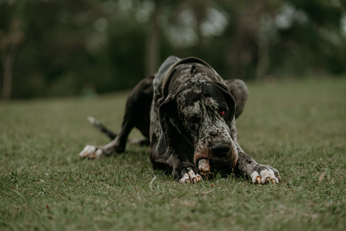 Great Dane lying on green grass outdoors