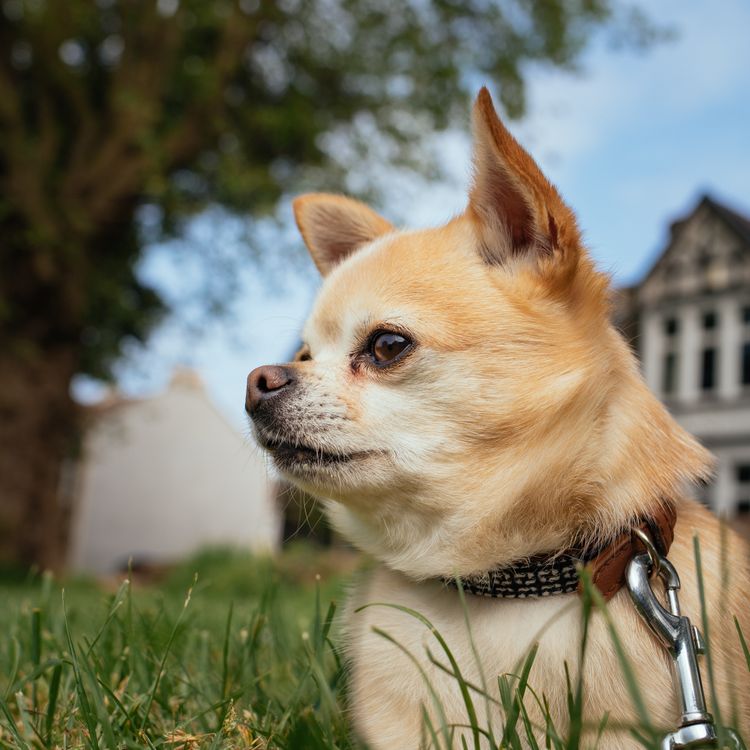 Small chihuahua sitting on grass in a sunny park
