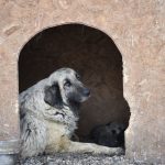 Dog resting calmly inside a wooden boarding kennel