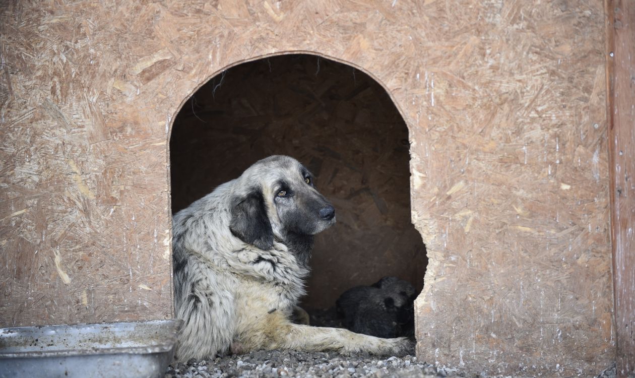 Dog resting calmly inside a wooden boarding kennel