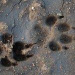 Dog paw prints pressed into wet mud