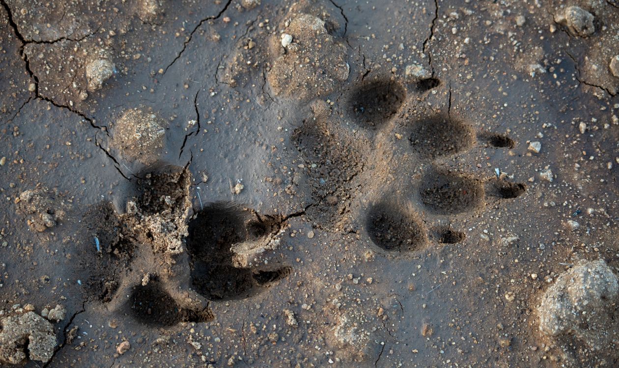 Dog paw prints pressed into wet mud