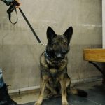 German shepherd police dog standing beside its handler indoors