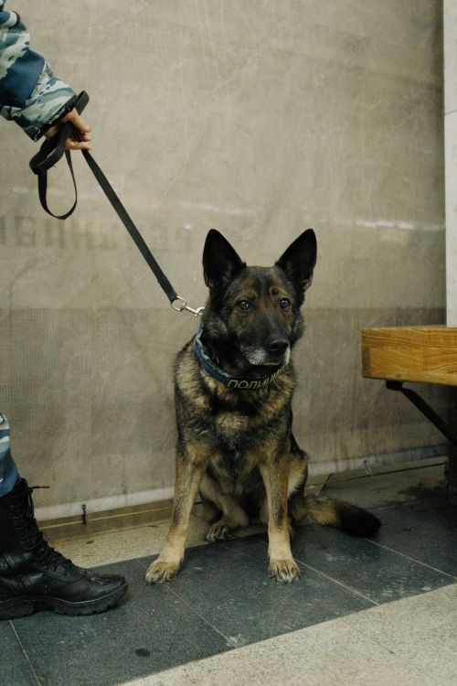 German shepherd police dog standing beside its handler indoors