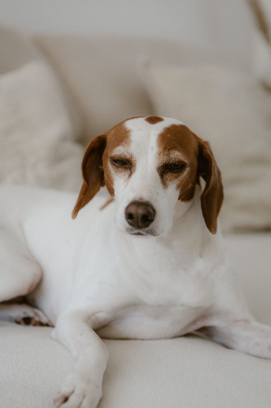Relaxed beagle lounging on a couch in a quiet living room