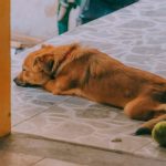Calm dog resting on the floor at home near the front door
