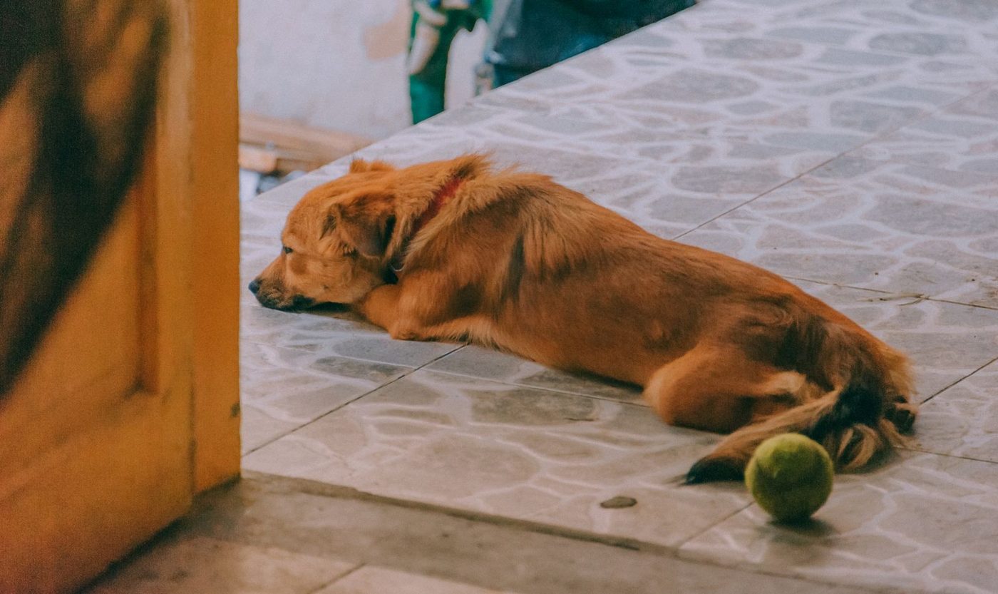 Calm dog resting on the floor at home near the front door