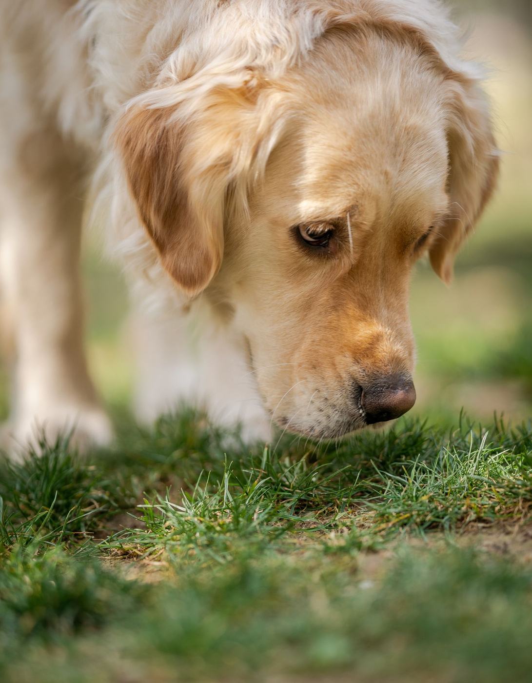Golden retriever sniffing grass on a slow walk outside