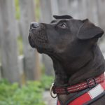 black Labrador retriever wearing a red harness on a wooden path