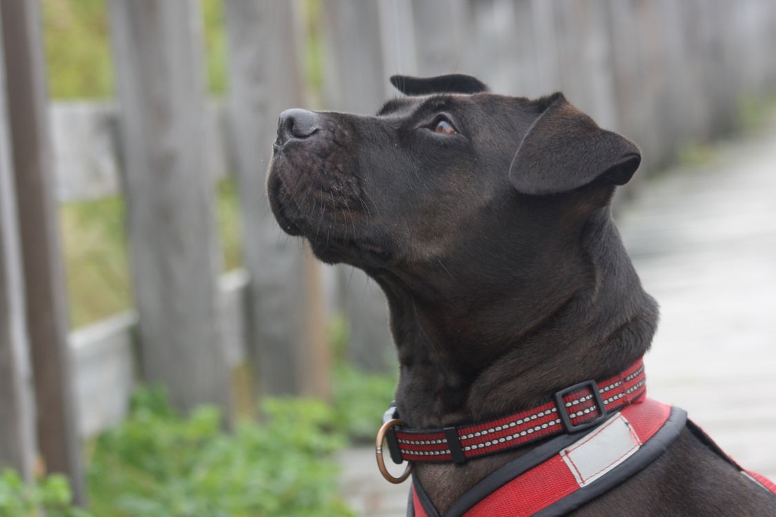 black Labrador retriever wearing a red harness on a wooden path