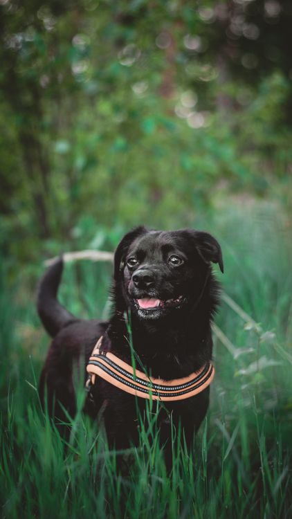 dog in a harness exploring a green field