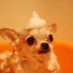 brown chihuahua sitting outdoors looking toward the camera